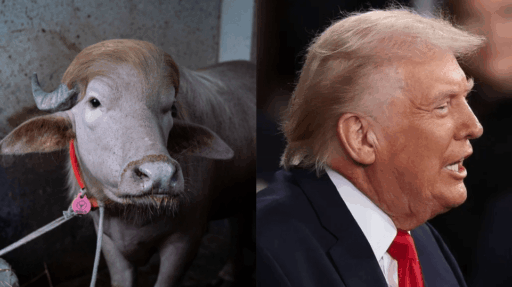 Búfalo albino com traços que lembram o presidente Donald Trump em fazenda.