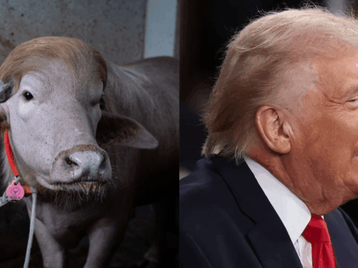 Búfalo albino com traços que lembram o presidente Donald Trump em fazenda.