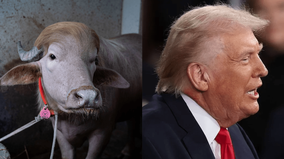 Búfalo albino com traços que lembram o presidente Donald Trump em fazenda.