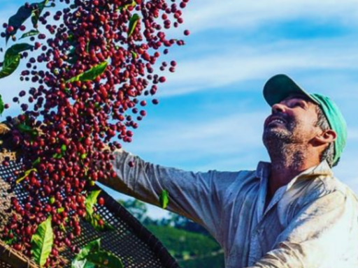 Plantação de café no Circuito das Águas Paulista com selo de Indicação Geográfica.