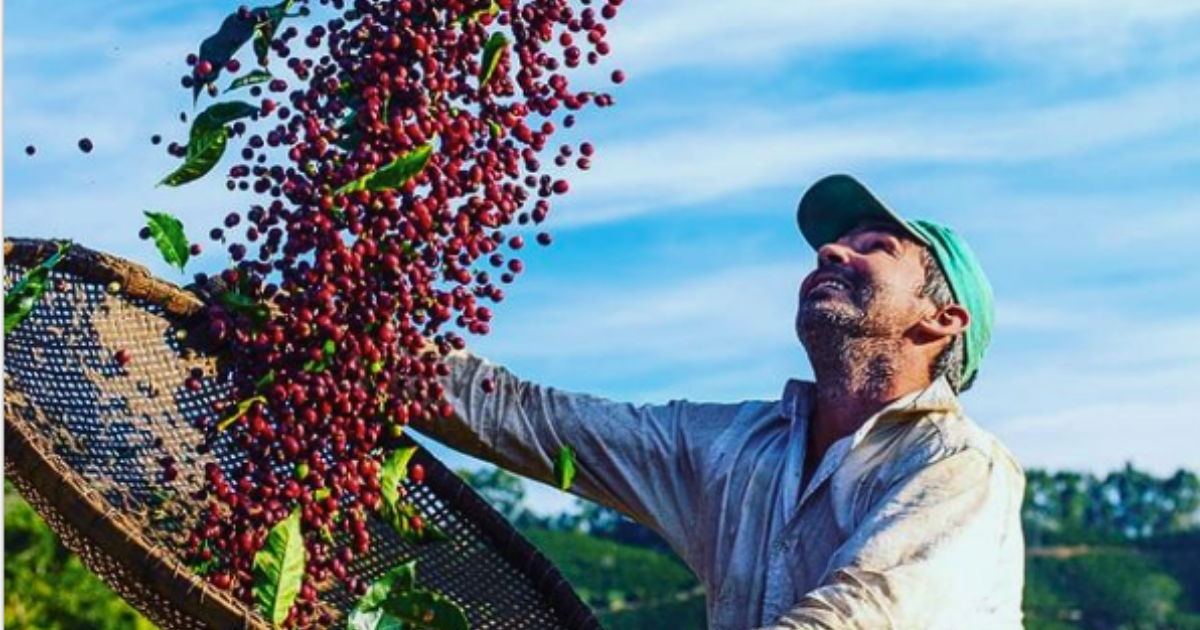 Plantação de café no Circuito das Águas Paulista com selo de Indicação Geográfica.