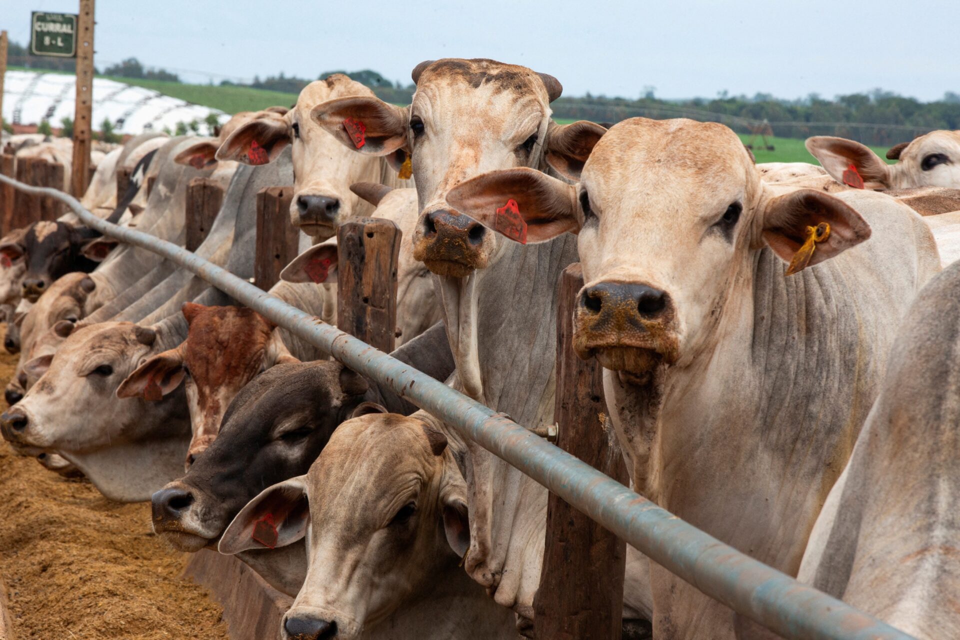 Gado confinado em propriedade rural brasileira.