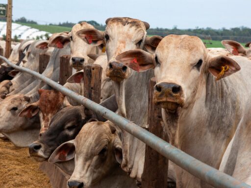 Gado confinado em propriedade rural brasileira.