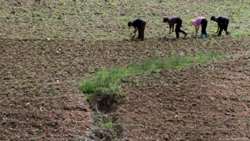 Campos de cultivo na Coreia do Norte sob ameaça de seca severa.
