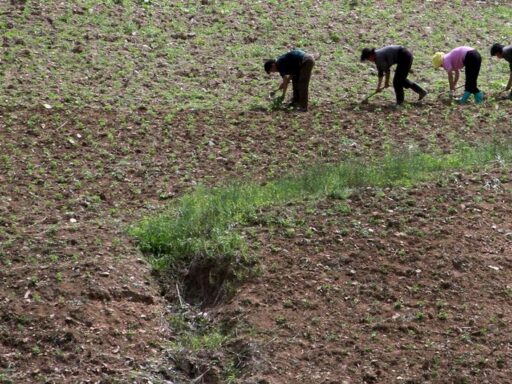 Campos de cultivo na Coreia do Norte sob ameaça de seca severa.