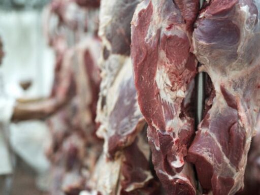 Caminhão de transporte de carne bovina para exportação.