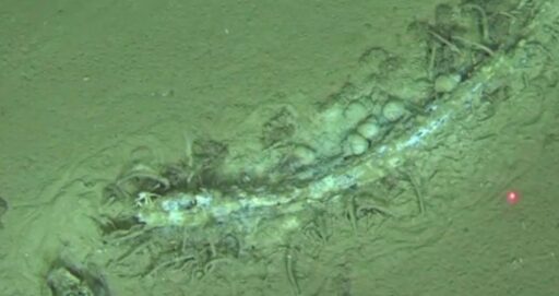 Fósseis de baleias encontrados no fundo do Oceano Índico.