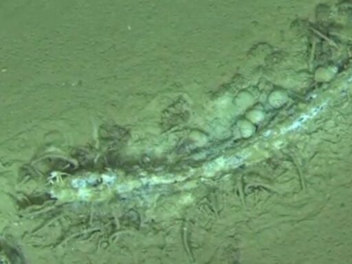 Fósseis de baleias encontrados no fundo do Oceano Índico.