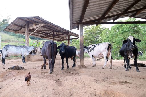 Rebanho bovino no Brasil, agora reconhecido como livre de febre aftosa pela China.