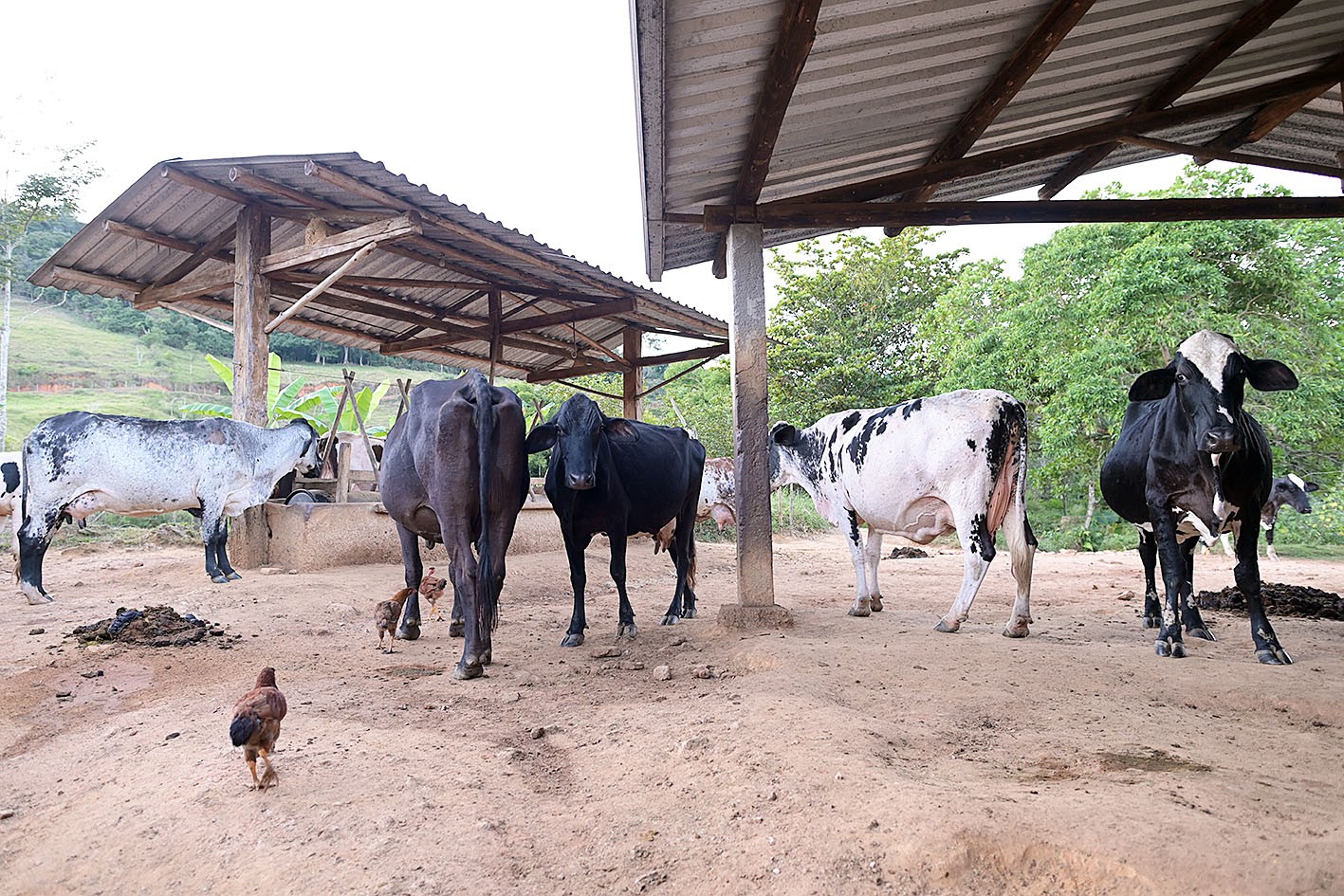 Rebanho bovino no Brasil, agora reconhecido como livre de febre aftosa pela China.