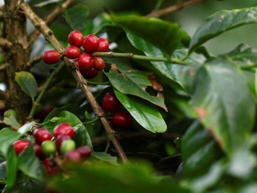 Trabalhadores realizando a colheita de café em lavoura de Minas Gerais.