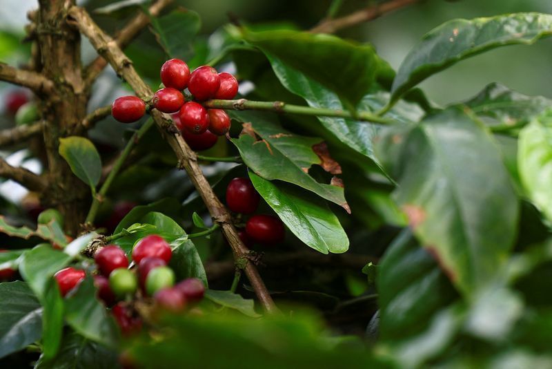 Trabalhadores realizando a colheita de café em lavoura de Minas Gerais.