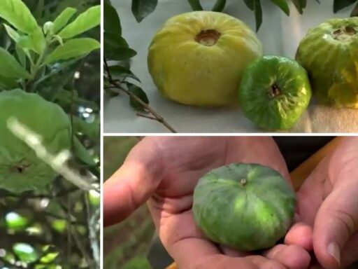 Frutos da gabiroba gigante colhidos na Região Serrana do Espírito Santo.