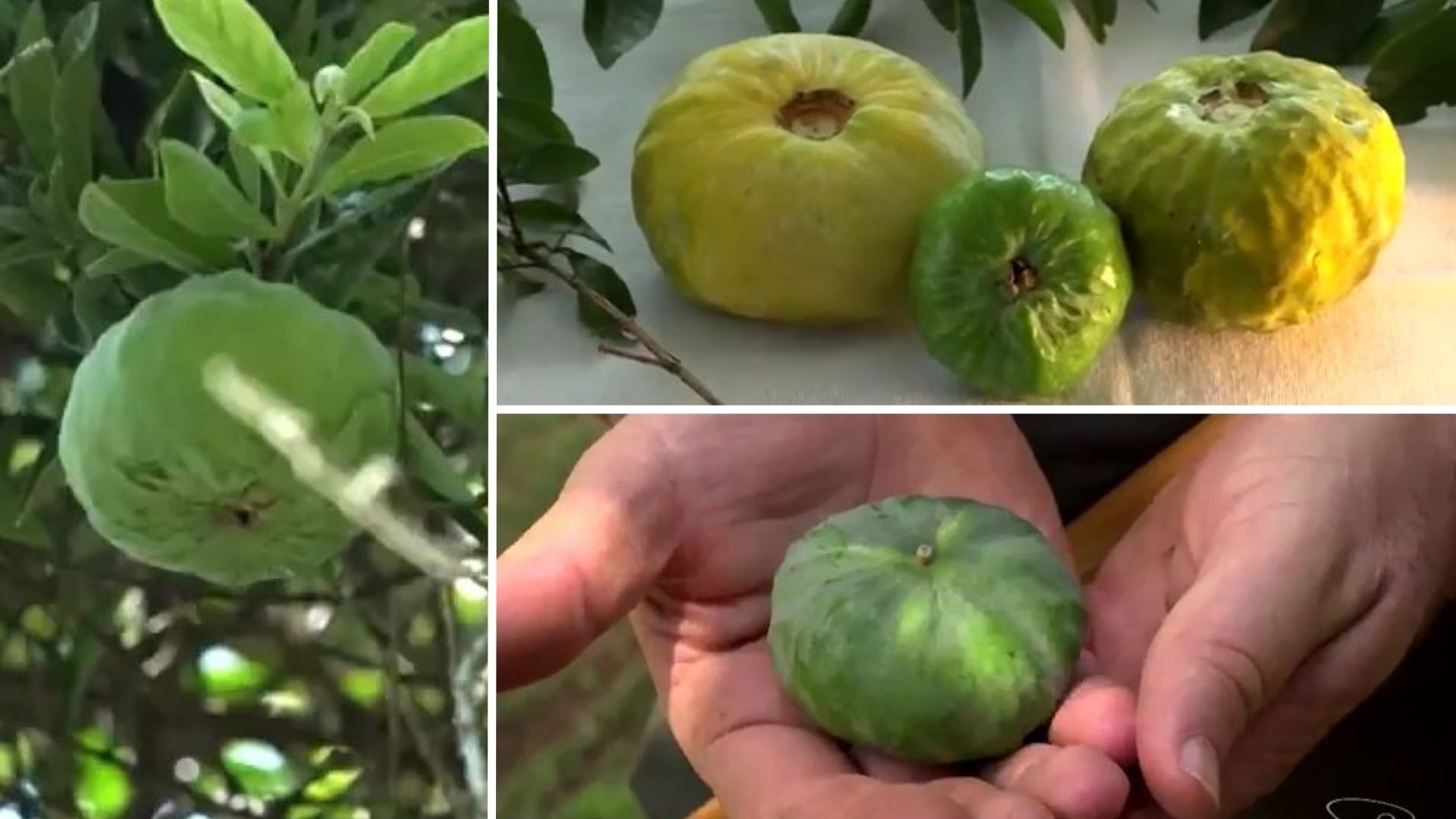 Frutos da gabiroba gigante colhidos na Região Serrana do Espírito Santo.