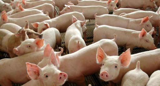 Cortes de carne suína brasileira prontos para exportação.