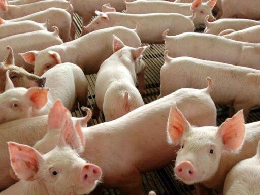 Cortes de carne suína brasileira prontos para exportação.