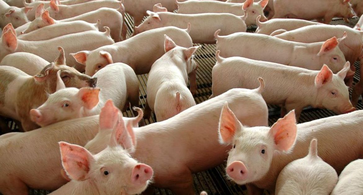 Cortes de carne suína brasileira prontos para exportação.